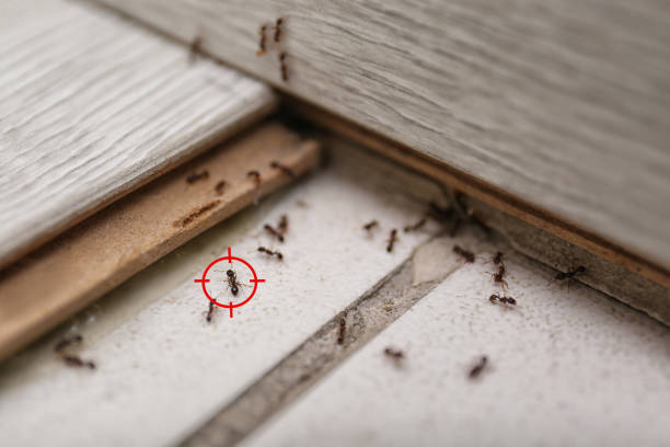invasion de fourmis
